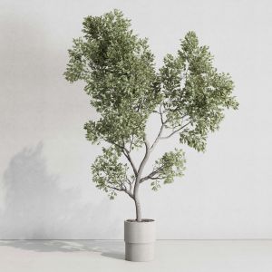 Indoor Plant Set 423 Plant Tree Concrete Dirt Vase