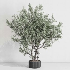 Outdoor Plant 177 Pot Old Olive Tree Metal Old Vas