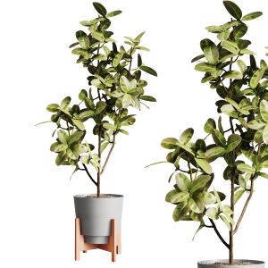 Indoor Plants-015-ficus Elastica