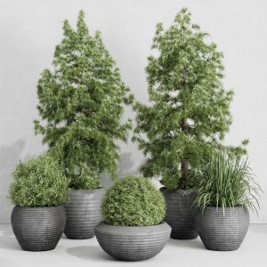 Outdoor Plant Set 179 Plant Topiary Tree Pine Gras