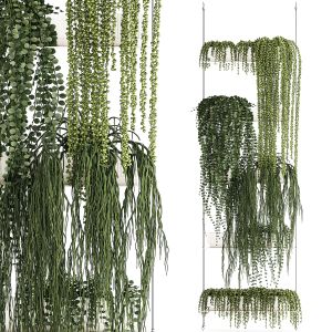 Hanging Potted Plants Succulents Senecio Rhipsalis