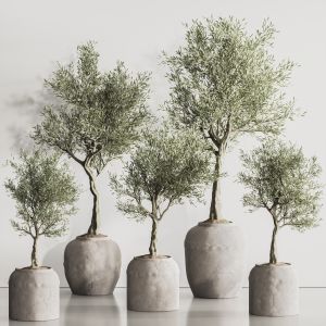 Olive Tree In Antique Pottery And Indoor Plant Set