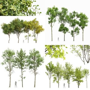 5 Different SETS of Tree. SET VOL104