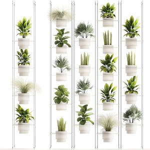 Hanging Shelf On Ropes Potted Plants Raphis Palm