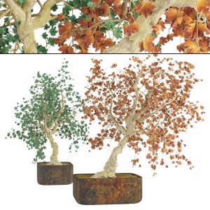 Fall And Green Bonny Bonsai Pot Trees