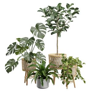 Indoor Plants Pack 57