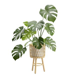 Bamboo Stand Plant Monstera Deliciosa