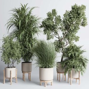 Indoor Plant Set 427 Pot Plant Palm Grass Concrete