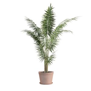 Bamboo Palm Plant