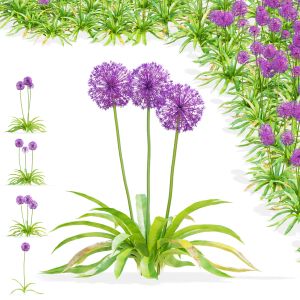 Allium Hollandicum Flower