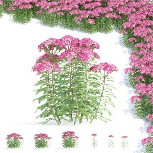 Achillea Millefolium Pink Flower