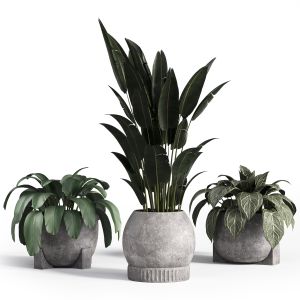 Indoor Plant Set With Plant Tree Concrete Dirt Vas