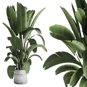 Pot Plant Ravenala Tree For The Corner - Indoor Pl