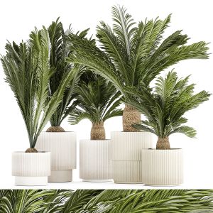 Set Of Plants In White Pots For Outdoors Cycas