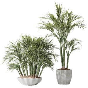 Plants Areca Majesty Cat Reed Palm Set03