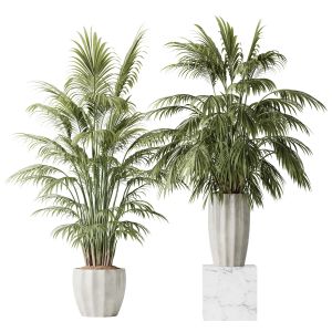 Hq Plants Areca Majesty Cat Reed Palm Set02