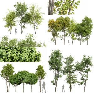 5 Different SETS of Tree. SET VOL108