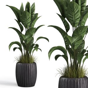 Indoor Plant Set 04