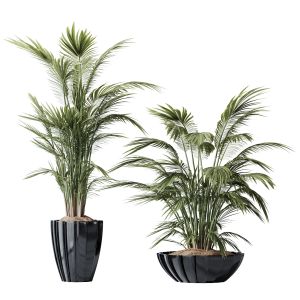 Plants Areca Majesty Cat Reed Palm Set04