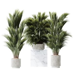 Plants Areca Majesty Cat Reed Palm Set05