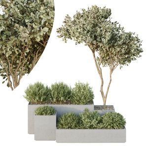 Tree And Bush Garden Box Outdoor  Vol 26