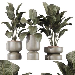 Plants Calathea Lutea Cuban Cigar Set01