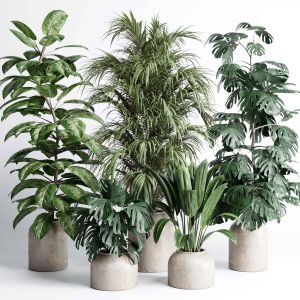 Indoor Plant Set 430 Pot Plant Palm Ficus Rubbery