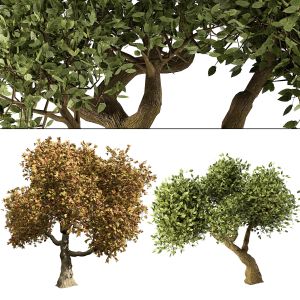 Summer And Fall Trees 3d Model Pack