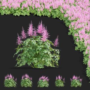 Astilbe Japonica Pink Flower