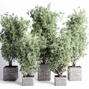 Indoor Plant Set 431 Pot Plant Old Tree Concrete D