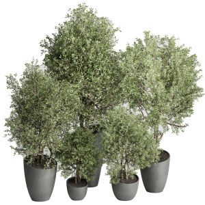 Set Of Trees And Bushes In Pots - Outdoor Plants S