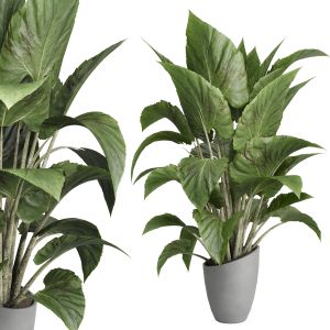 Indoor Plant Set 434 In Concrete Dirty Vase