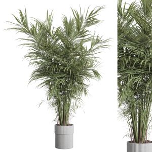 Indoor Plant Set 435 Plant Palm Concrete Dirt Vase