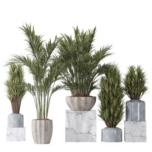 Areca Majesty And Yucca Elephantipes Vase 10