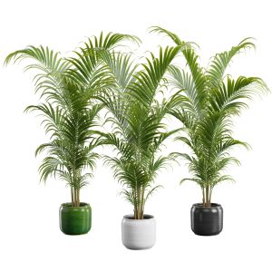 Dypsis Lutescens Set 04 - Areca Palm