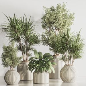 Indoor Plant Set 126