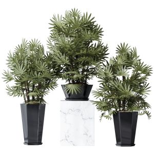 Plants Rhapis Excelsa Lady Palm Hydro Care Set02