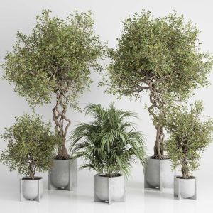 Outdoor Plant Set 185 Pot Plant Tree Palm Concrete