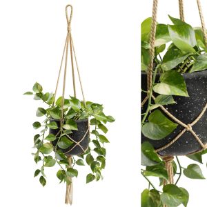 Hanging Pothos