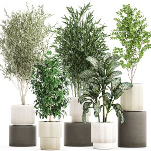 Pots Tree Olive Dieffenbachia Bamboo Ficus Benjami