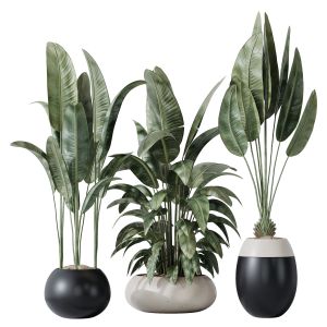 Hq Plants Bird Of Paradisebird Vase Set06