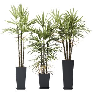 Plants Rhapis Excelsa Lady Palm Hydro Care Set01