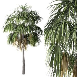 Sabal Palm