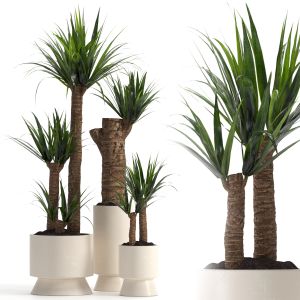 Yucca Indoor Plant Set 02