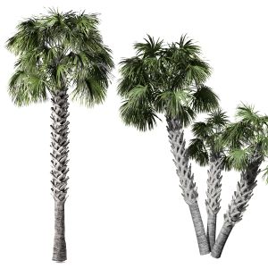 Cabbage Palmetto 3d Models