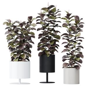 Houseplants Rubber Ficus Elastica Abidjan Melany