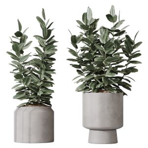 Houseplants Rubber Ficus Elastica Abidjan Melany02