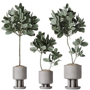 Houseplants Rubber Ficus Elastica Abidjan Melany03