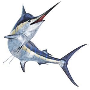 Marlin Fish