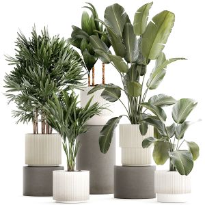 Small Plants White Pots Strelitzia Calathea Palm